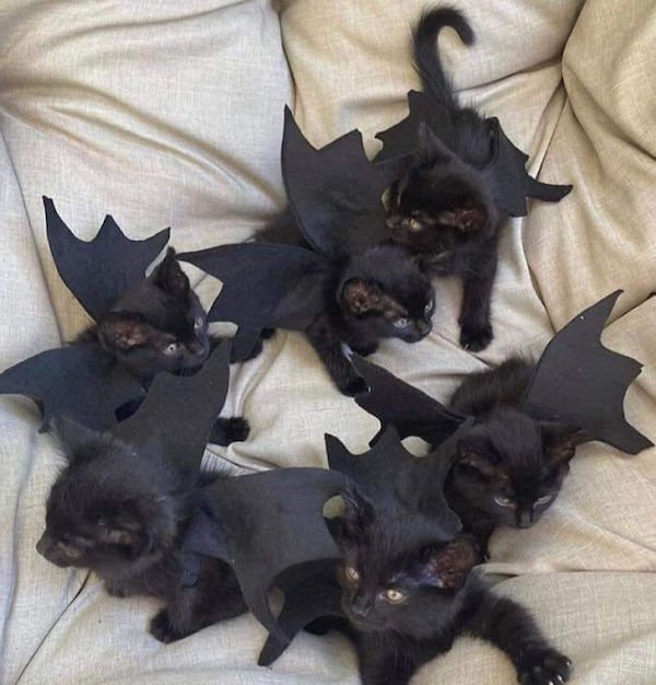 Funny Halloween Costumes For Animals (32 pics)