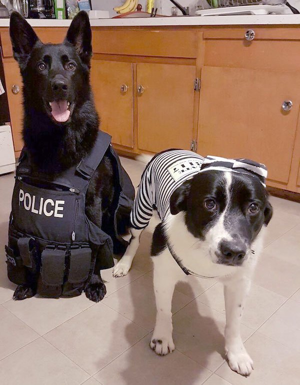 Funny Halloween Costumes For Animals (32 pics)