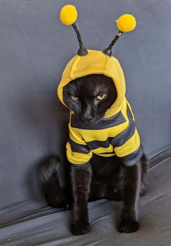 Funny Halloween Costumes For Animals (32 pics)