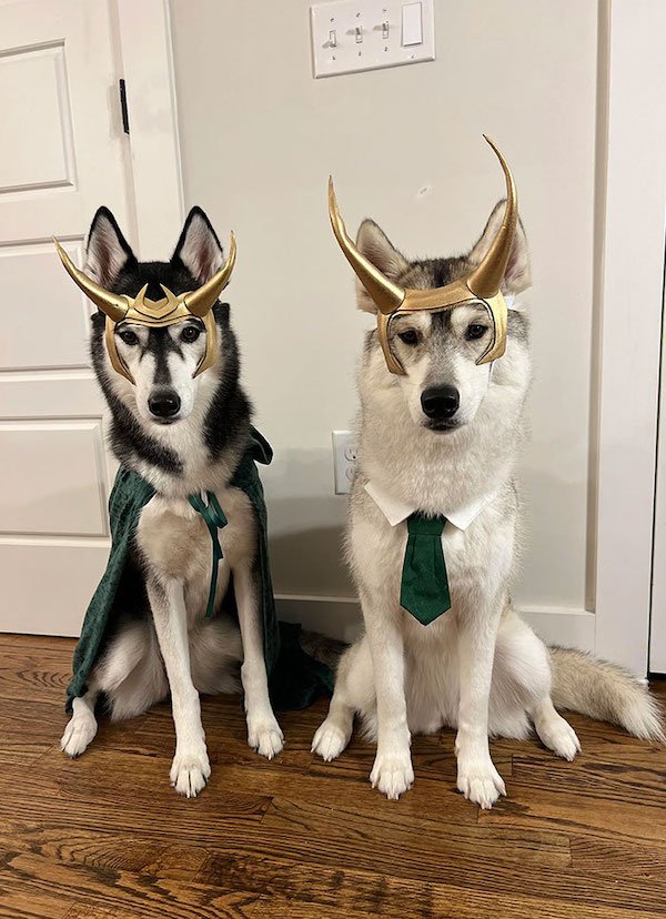 Funny Halloween Costumes For Animals (32 pics)