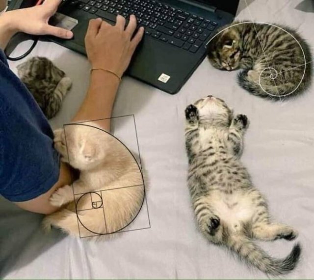 Funny Cats (49 pics)