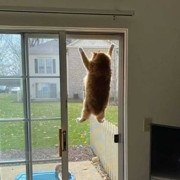 Funny Cats (49 pics)