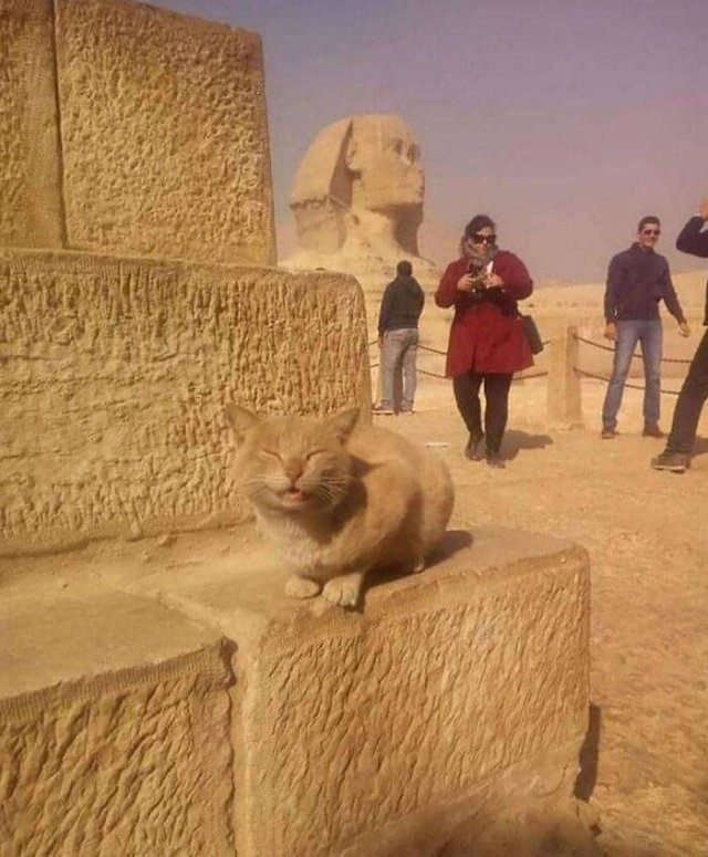 Funny Cats (49 pics)