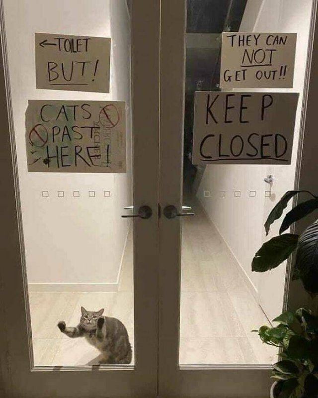 Funny Cats (49 pics)