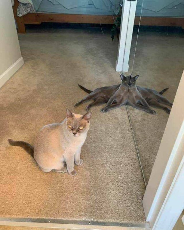 Funny Cats (49 pics)