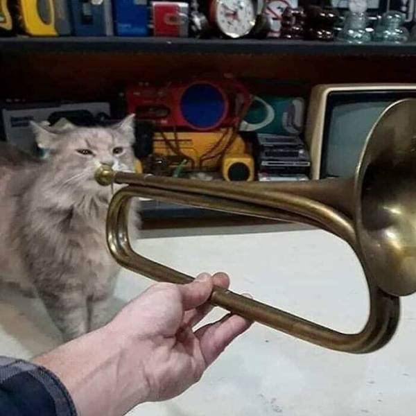 Funny Cats (49 pics)