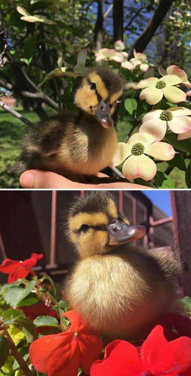 Cute Ducks (35 pics)