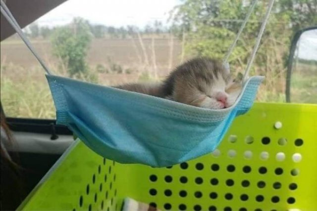 Funny Cats (49 pics)