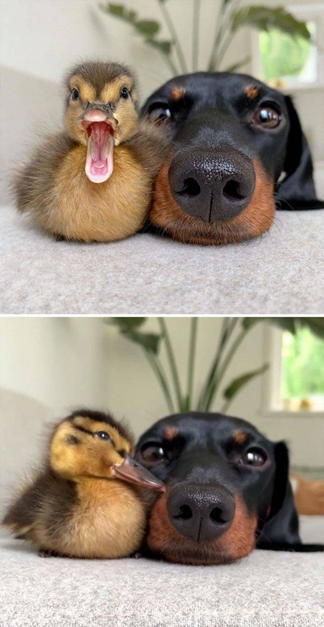 Cute Ducks (35 pics)