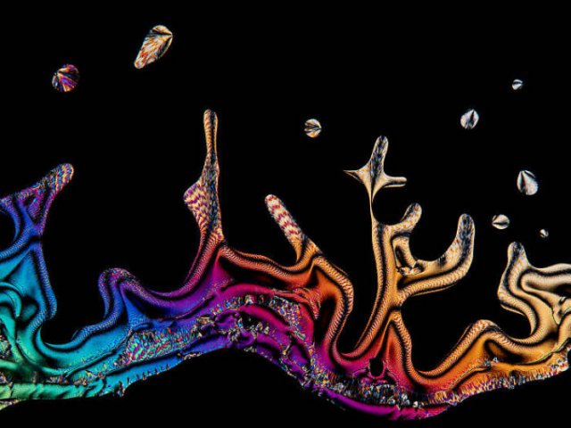The Best Photos From Photomicrography Competition (35 pics)