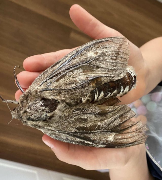 Unexpected And Awesome Finds (44 pics)
