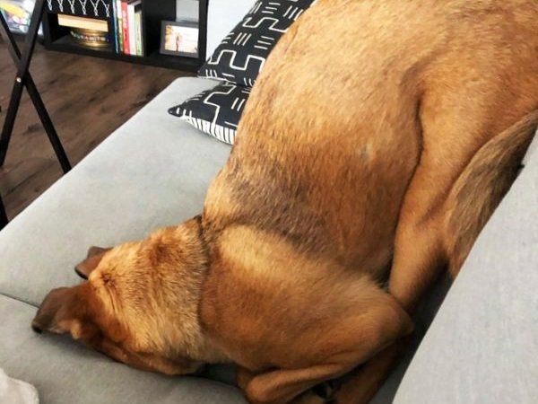 Funny And Lazy Dogs (25 pics)