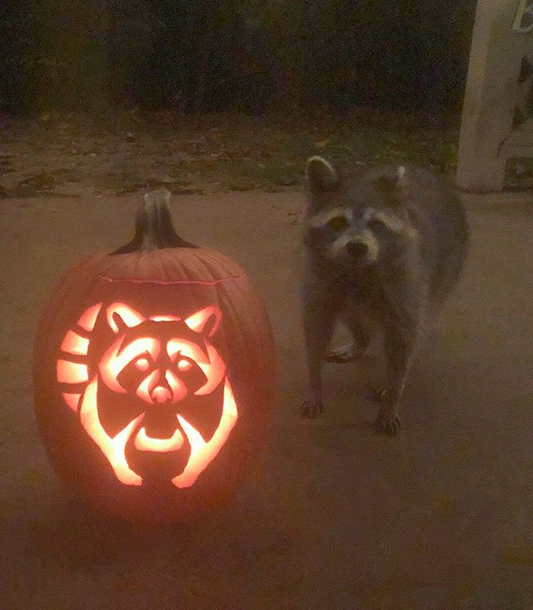 Amazing Halloween Pumpkins (45 pics)