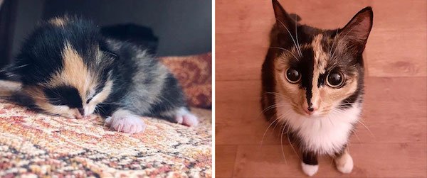 Kittens Become Adult Cats (32 pics)