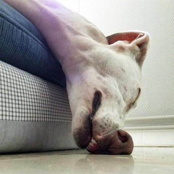 Funny And Lazy Dogs (25 pics)