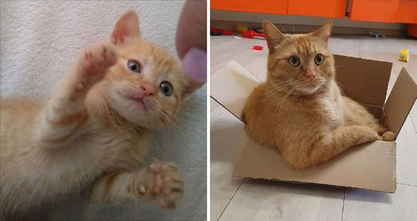 Kittens Become Adult Cats (32 pics)