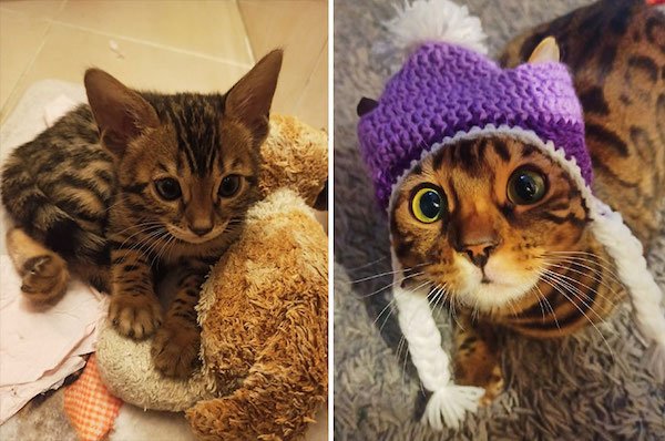 Kittens Become Adult Cats (32 pics)