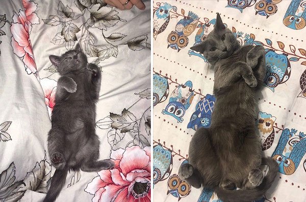 Kittens Become Adult Cats (32 pics)