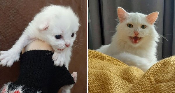 Kittens Become Adult Cats (32 pics)