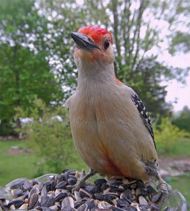 Funny Bird Feeder Camera Photos (21 pics)