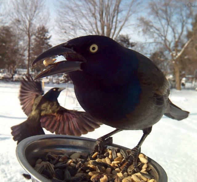 Funny Bird Feeder Camera Photos (21 pics)