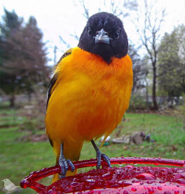Funny Bird Feeder Camera Photos (21 pics)