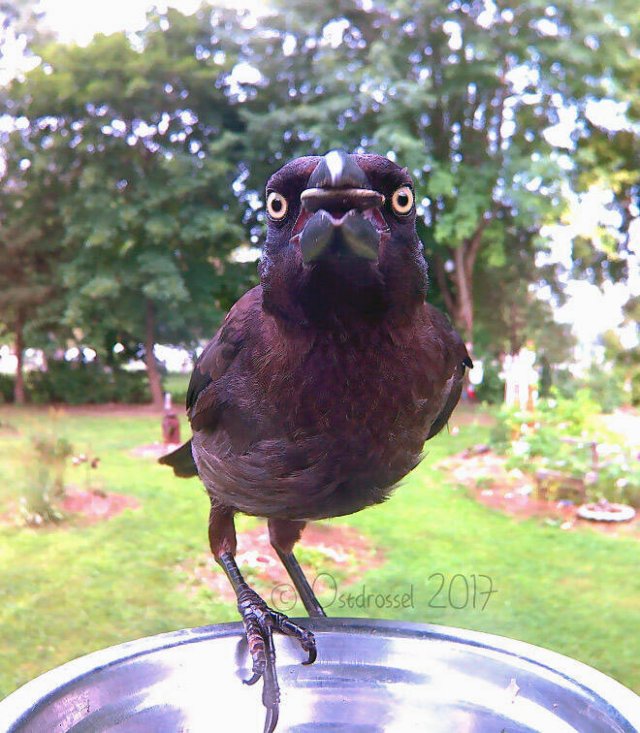 Funny Bird Feeder Camera Photos (21 pics)