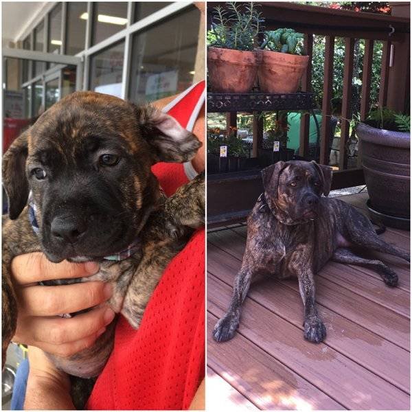 Puppies Become Dogs (31 pics)