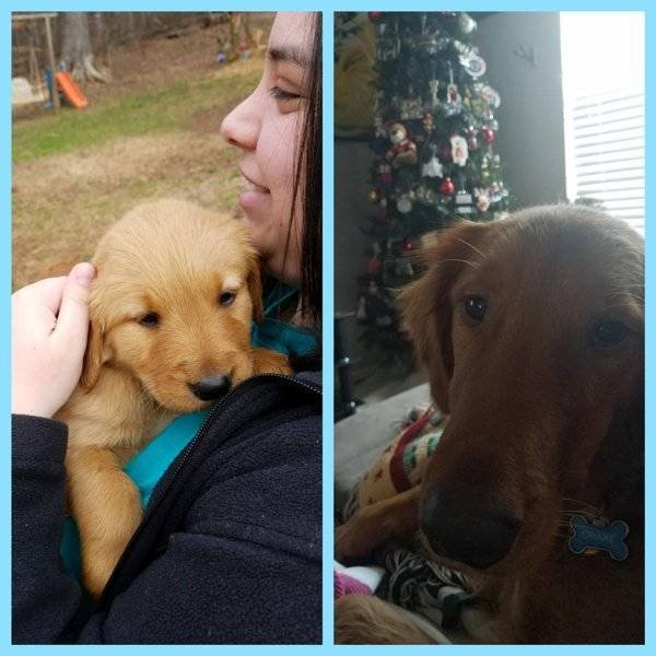 Puppies Become Dogs (31 pics)