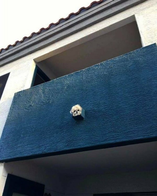 Funny Animals (30 pics)