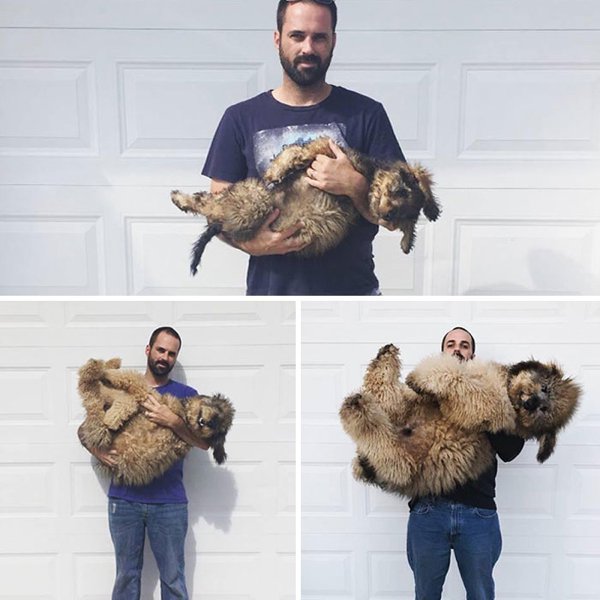 Huge Dogs (32 pics)