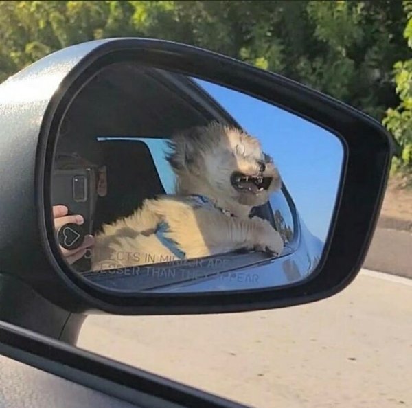 Funny Animals (30 pics)