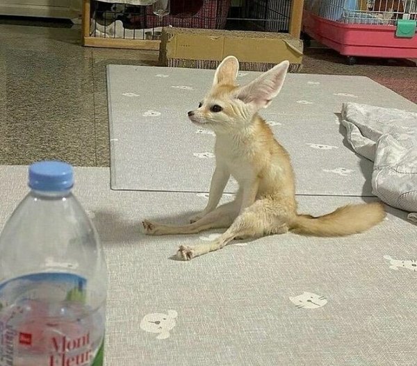 Funny Animals (30 pics)