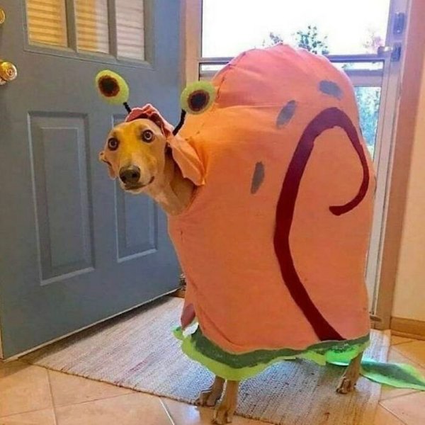 Funny Animals (30 pics)