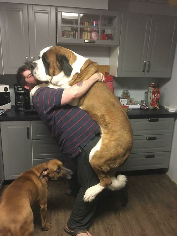 Huge Dogs (32 pics)