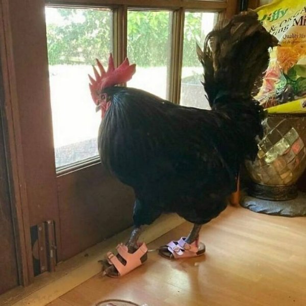 Funny Animals (30 pics)