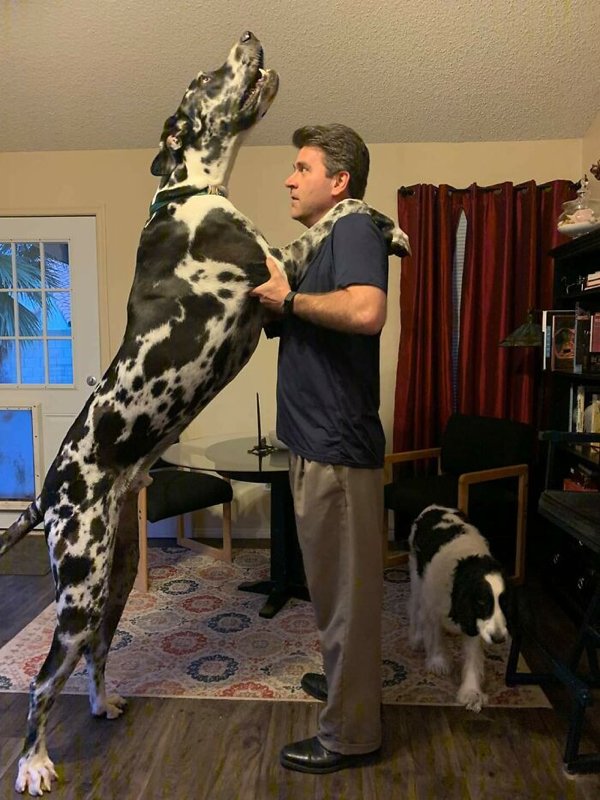 Huge Dogs (32 pics)