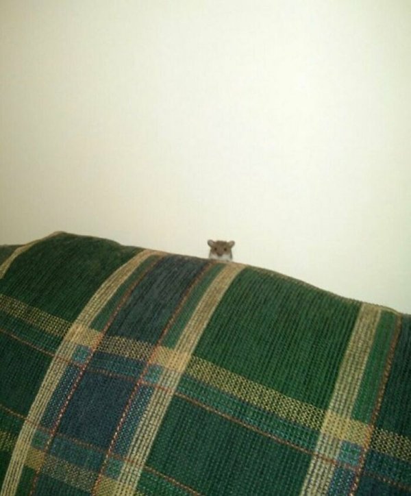 Funny Animals (30 pics)
