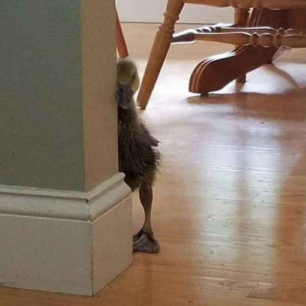 Funny Animals (30 pics)