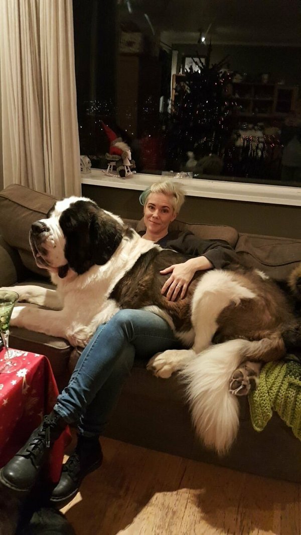 Huge Dogs (32 pics)