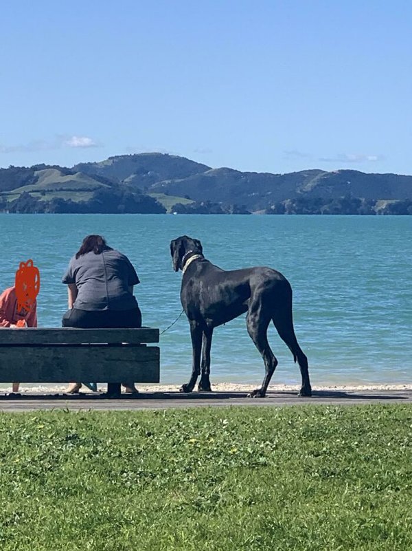 Huge Dogs (32 pics)
