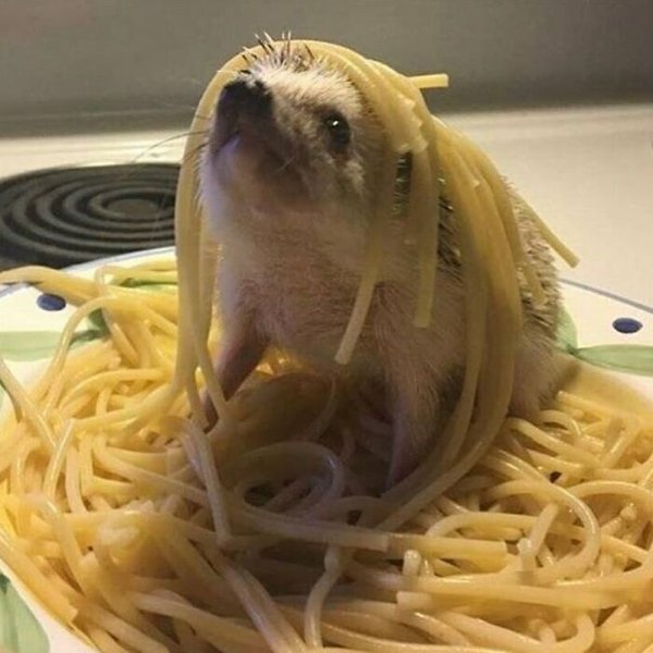 Funny Animals (30 pics)