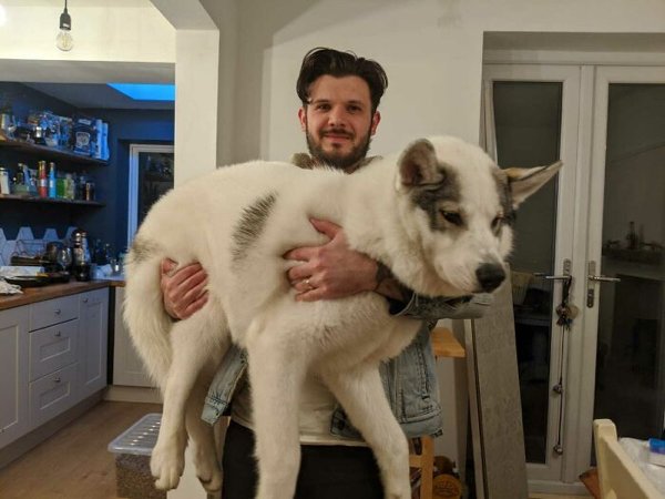 Huge Dogs (32 pics)