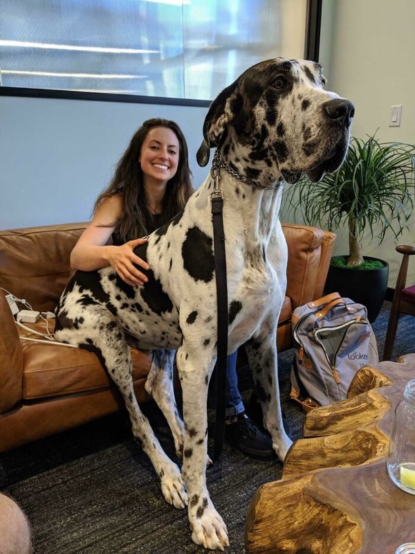 Huge Dogs (32 pics)