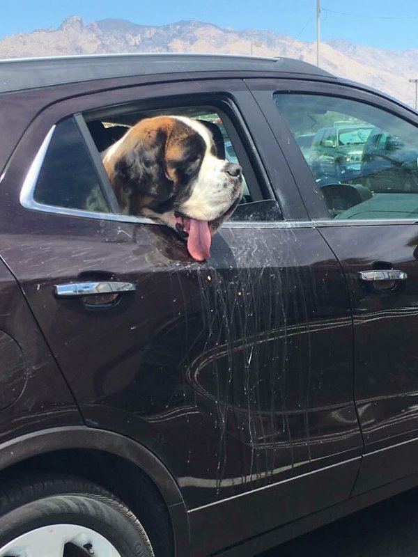 Huge Dogs (32 pics)