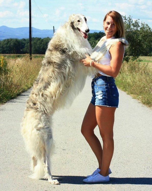 Huge Dogs (32 pics)