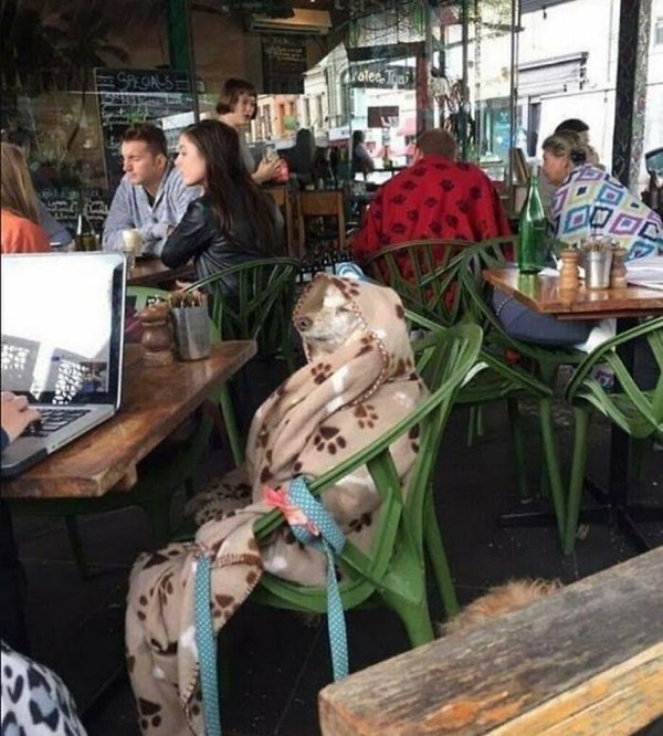 Funny Animals (30 pics)