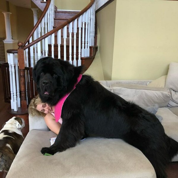 Huge Dogs (32 pics)