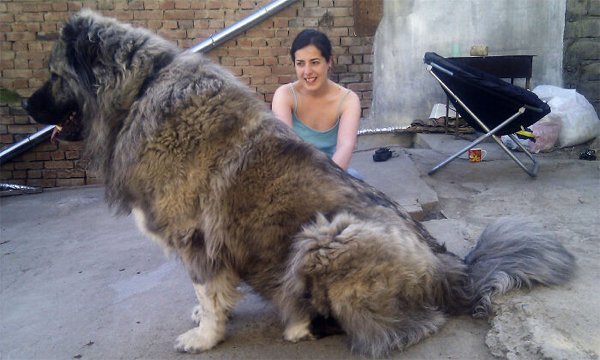 Huge Dogs (32 pics)