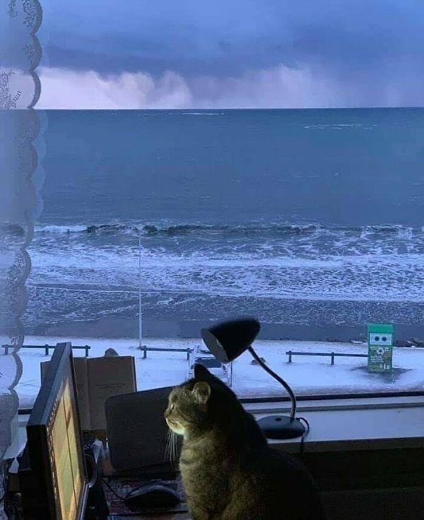 Funny Animals (30 pics)